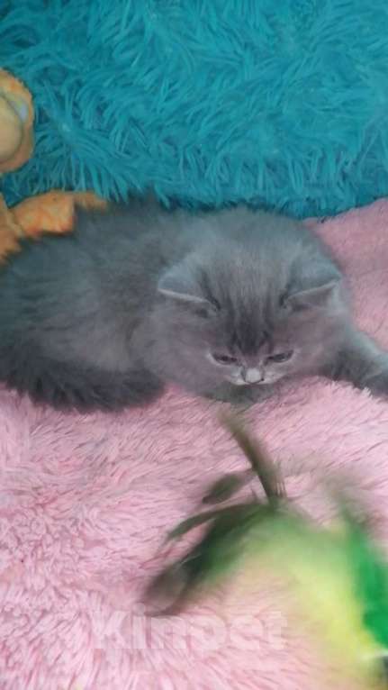 Кошки в Москве: Шотландские котята  Девочка, 10 000 руб. - фото 9