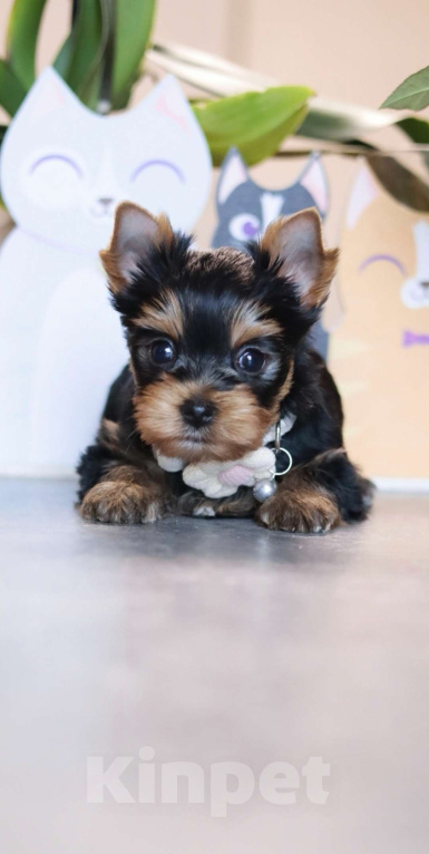 Собаки в Санкт-Петербурге: Щенок Йоркширского терьера, девочка  Девочка, 50 000 руб. - фото 4