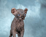 Кошки в Москве: Роскошный котенок эльфа сфинкса черный солид Мальчик, 150 000 руб. - фото 4