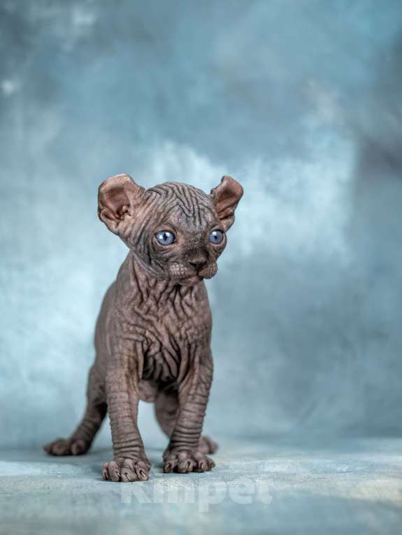 Кошки в Москве: Роскошный котенок эльфа сфинкса черный солид Мальчик, 150 000 руб. - фото 4