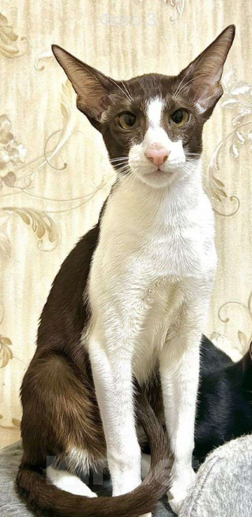 Кошки в Краснодаре: Ориентальный кот Мальчик, 50 000 руб. - фото 2