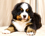 Собаки в Москве: Щенки Бернского Зенненхунда Мальчик, Бесплатно - фото 5