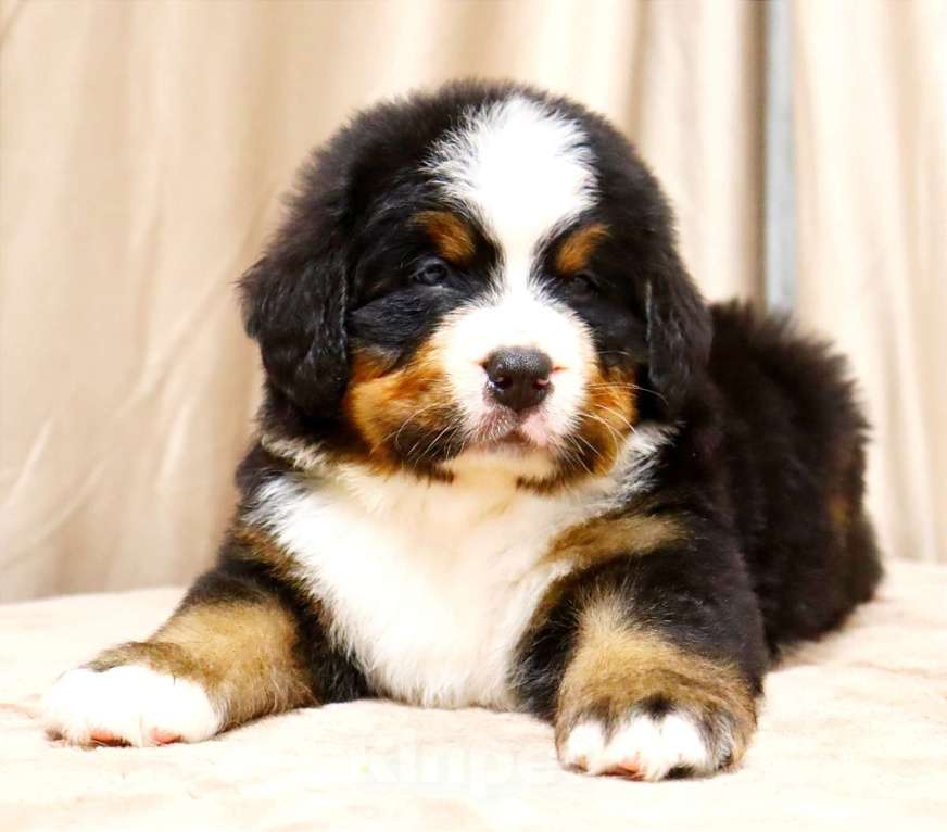 Собаки в Москве: Щенки Бернского Зенненхунда Мальчик, Бесплатно - фото 5