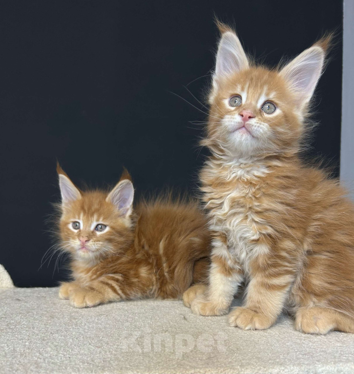 Кошки в Екатеринбурге: Красные мраморные мальчики Мальчик, 50 000 руб. - фото 7