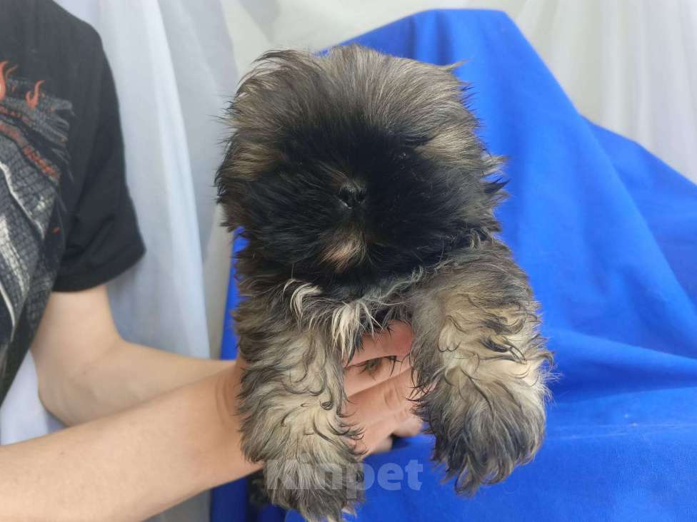 Собаки в Москве: Малыш ши-тцу. Мини. Мальчик, 20 000 руб. - фото 2