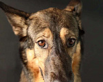 Собаки в Мытищах: Метис овчарки Джули ищет дом Девочка, Бесплатно - фото 8