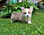 Собаки в Подольске: щенки вельш корги пемброк Мальчик, Бесплатно - фото 1