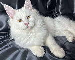 Кошки в Дятьково: Кошечка принцесса  Девочка, 50 000 руб. - фото 2
