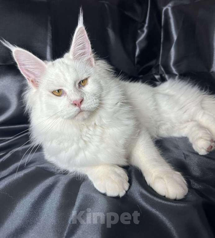 Кошки в Дятьково: Кошечка принцесса  Девочка, 50 000 руб. - фото 2