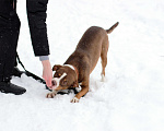 Собаки в Москве: Молодой потрясающий питбуль в добрые руки Мальчик, Бесплатно - фото 6