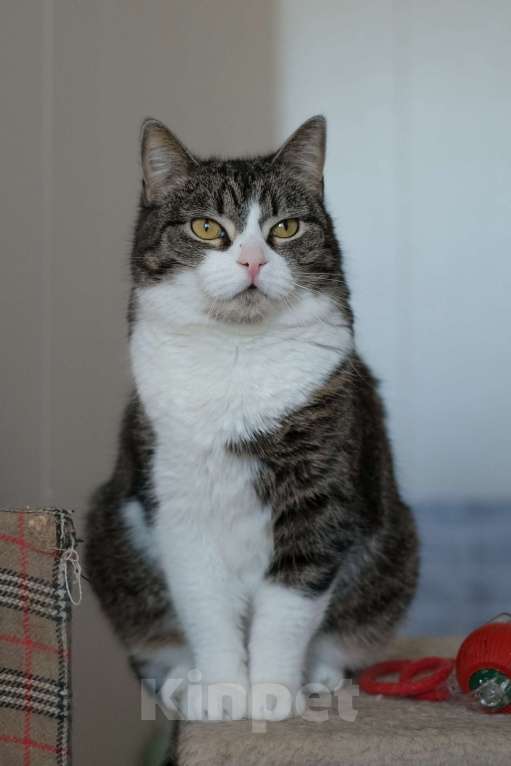 Кошки в Санкт-Петербурге: Шарлотта из приюта в добрые руки Девочка, Бесплатно - фото 10