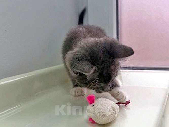 Кошки в Санкт-Петербурге: Спасенное солнышко котенок Алиса ищет дом Девочка, 10 руб. - фото 6