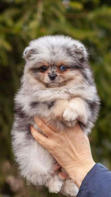 Собаки в Москве: ПОМЕРАНСКИЙ ШПИЦ Девочка, 85 000 руб. - фото 3
