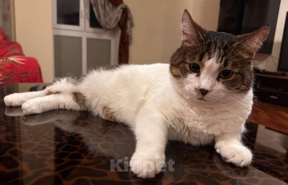 Кошки в Москве: Бывшедомашний и очень ласковый кот Мальчик, Бесплатно - фото 2