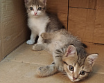 Кошки в Барнауле: Котята кошки мышеловки Девочка, Бесплатно - фото 1