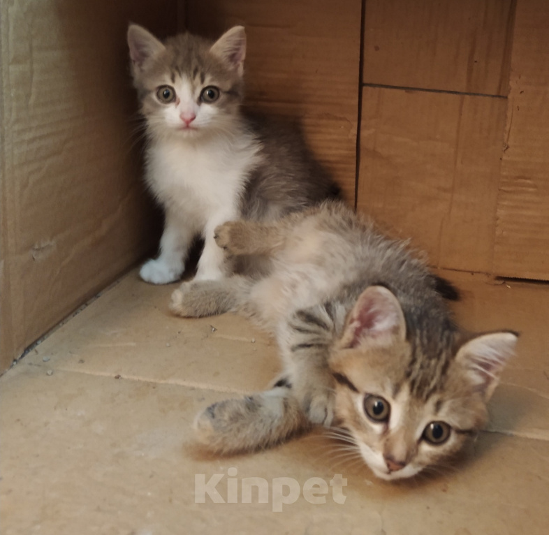 Кошки в Барнауле: Котята кошки мышеловки Девочка, Бесплатно - фото 1