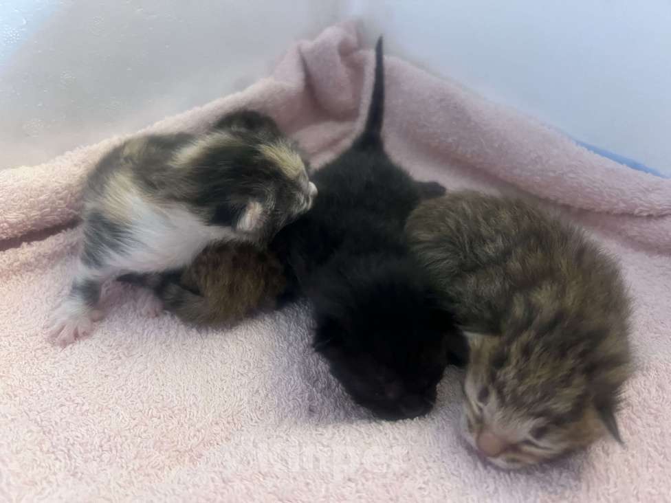 Кошки в Москве: Котята в добрые руки бесплатно  Мальчик, Бесплатно - фото 4