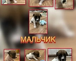 Собаки в Новосибирске: Бронирование щенков Разнополые, 40 000 руб. - фото 8
