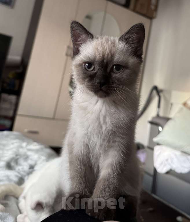 Кошки в Санкт-Петербурге: Шотландская прямоухая кошечка с документами Девочка, 33 000 руб. - фото 1