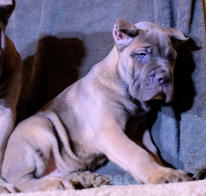 Собаки в Москве: Кане корсо - дети Мальчик, 80 000 руб. - фото 4