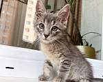 Кошки в Москве: Трогательный котенок Крендель в добрые руки Мальчик, Бесплатно - фото 1