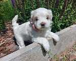 Собаки в Астрахани: Щенки мальтийской болонки. Рождены 1 мая. Привиты по возрасту. Кушают сами. Девочка, 25 000 руб. - фото 1