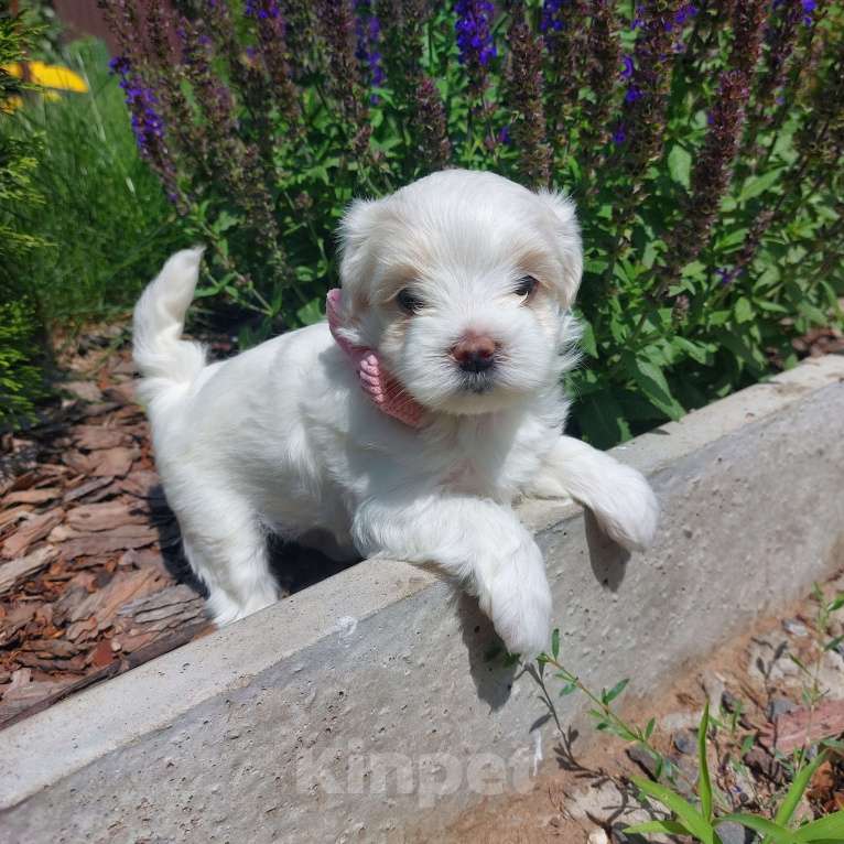 Собаки в Астрахани: Щенки мальтийской болонки. Рождены 1 мая. Привиты по возрасту. Кушают сами. Девочка, 25 000 руб. - фото 1