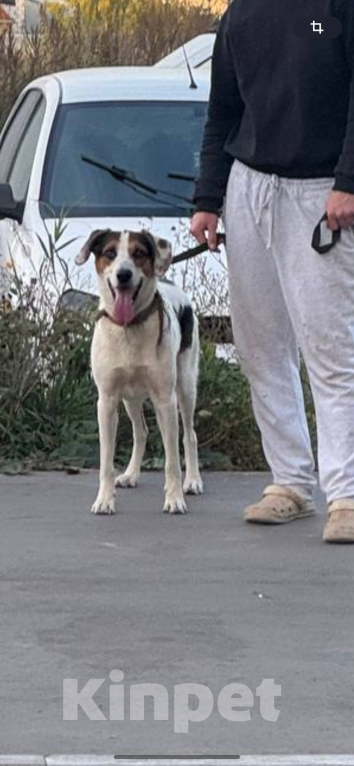 Собаки в Казани: Потерялся пес по кличке Пончик, Казань район залесного  Мальчик, Бесплатно - фото 2