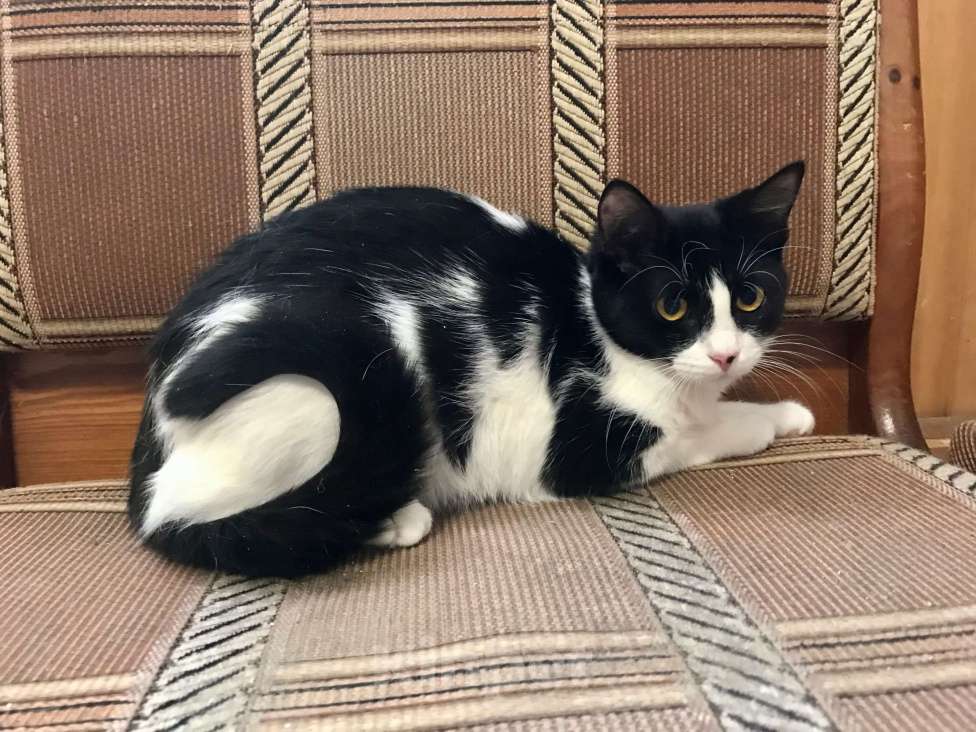 Кошки в Санкт-Петербурге: Клякса Девочка, Бесплатно - фото 5