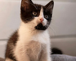 Кошки в Москве: Ищет дом чудесный  котенок. Мальчик, Бесплатно - фото 4