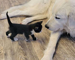 Кошки в Серпухове: Чудо котенок от кошки мышеловки Черно-белый  Мальчик, 1 руб. - фото 6