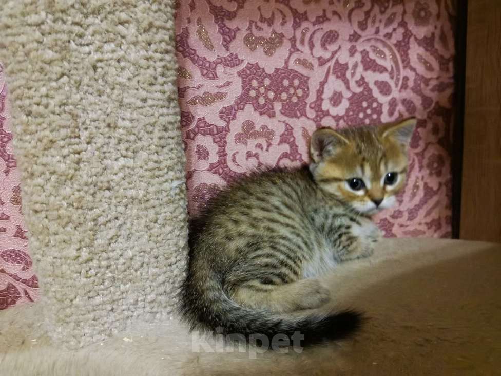 Кошки в Москве: Британские и Шотландские котята  Девочка, 12 000 руб. - фото 4