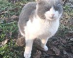 Кошки в других городах Краснодарского края: Котик вислоухий  Мальчик, Бесплатно - фото 2