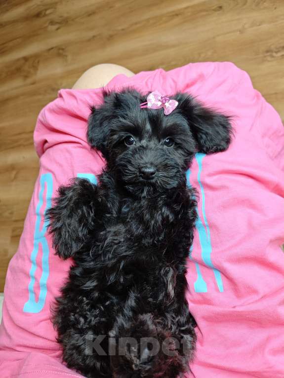 Собаки в Москве: Мальтипу девочка black 🖤 Девочка, 89 000 руб. - фото 4