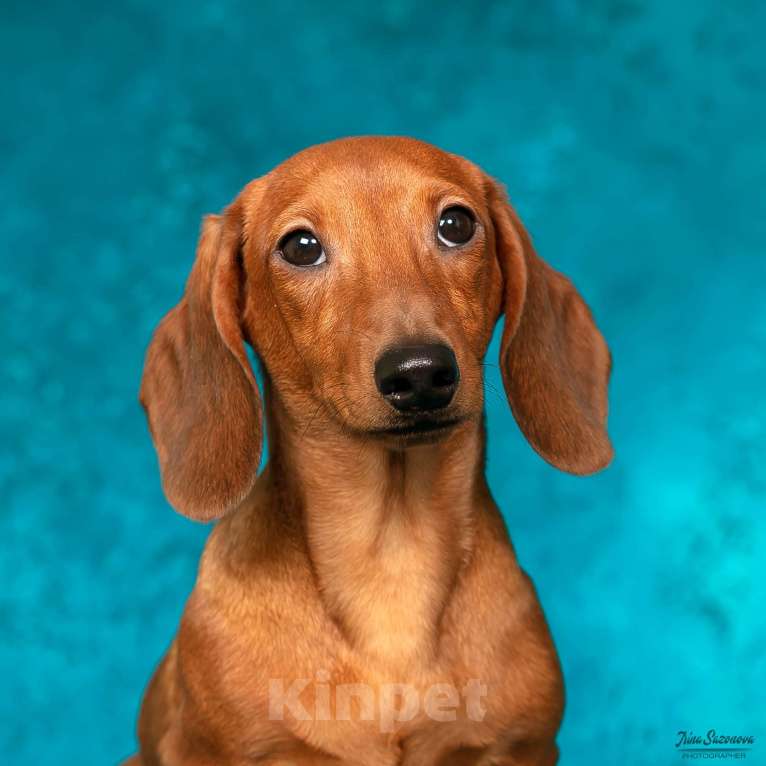 Собаки в Королеве: Породные щенки ТАКСЫ UCI. МАЛЬЧИКИ Мальчик, 55 000 руб. - фото 10