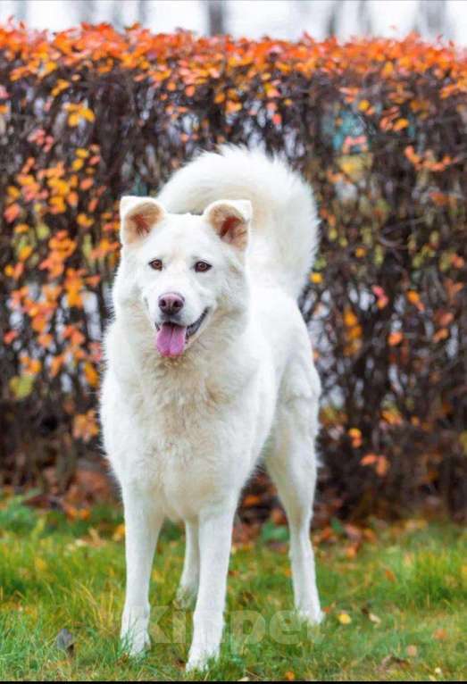 Собаки в Москве: Белая красавица собака Белка в добрые руки Девочка, 1 руб. - фото 3