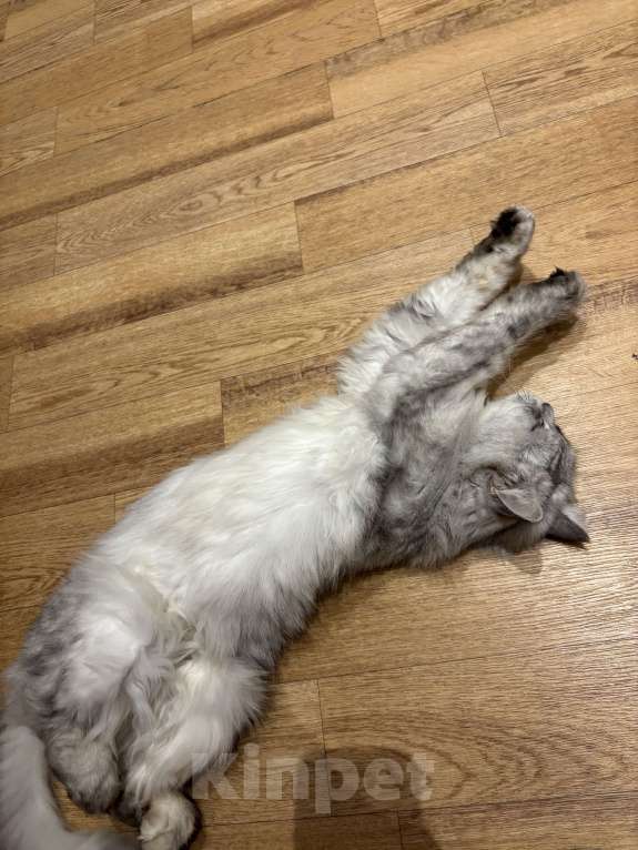 Кошки в Казани: Потерялась кошечка Девочка, 1 000 руб. - фото 3