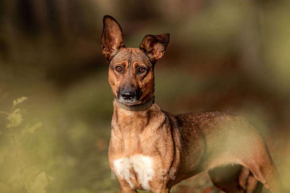Собаки в других городах Московской области: Лиса ищет тебя Девочка, Бесплатно - фото 2