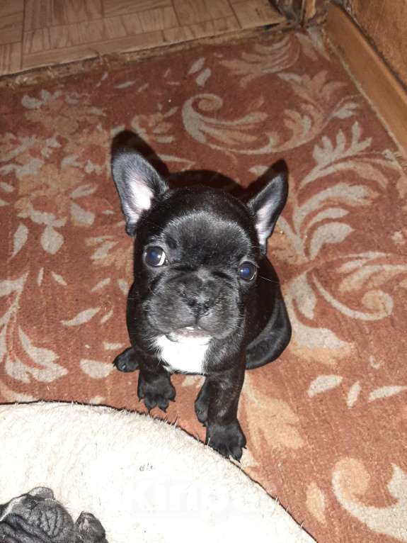 Собаки в Москве: Кнопка Девочка, 25 руб. - фото 3