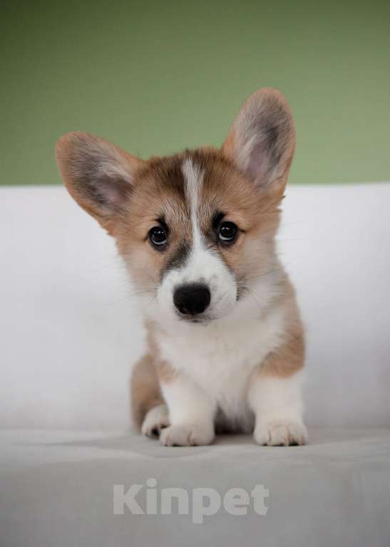 Собаки в Саратове: Щенки вельш-корги пемброк Мальчик, Бесплатно - фото 2