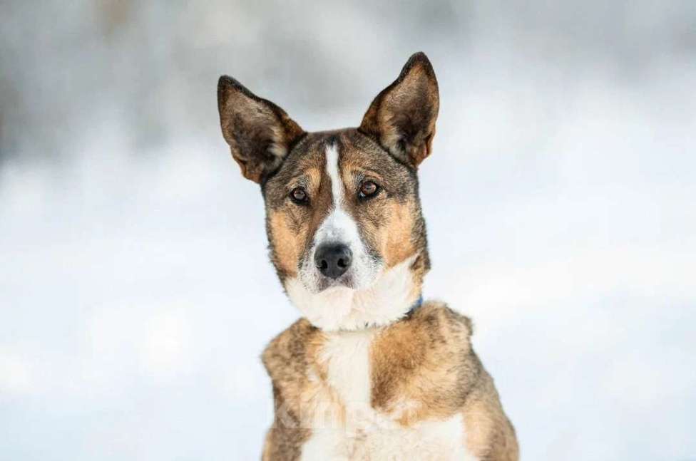 Собаки в других городах Московской области: Фрося-нежная и хрупкая душа Девочка, Бесплатно - фото 1