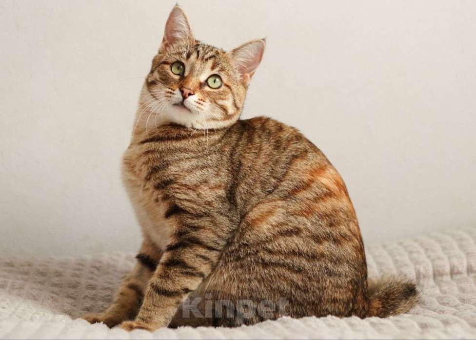 Кошки в Москве: Котенок Глаша ищет дом Девочка, Бесплатно - фото 2