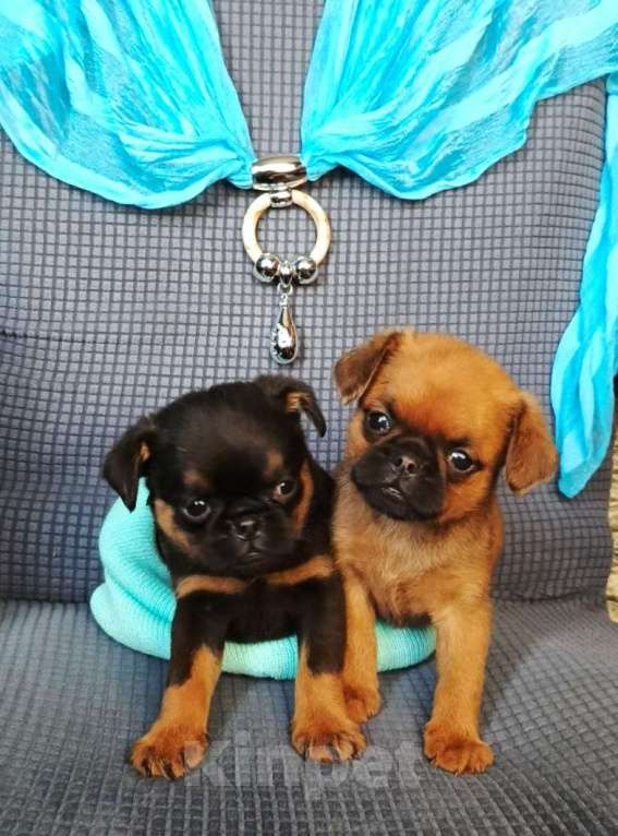 Собаки в Москве: Малый брабансон мальчики Мальчик, 40 000 руб. - фото 1