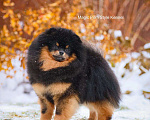 Собаки в Нижнем Новгороде: померанский шпиц мальчик Мальчик, 40 000 руб. - фото 1