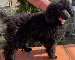 Собаки в Старом Осколе: Малый пудель Девочка, 27 000 руб. - фото 8