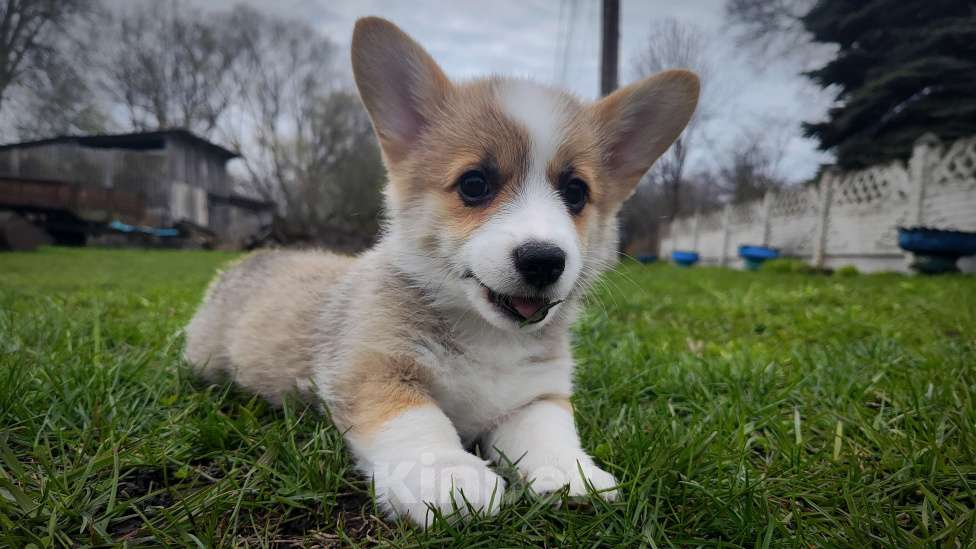 Собаки в Мценске: Девочка Дарси Блю Девочка, 50 000 руб. - фото 5