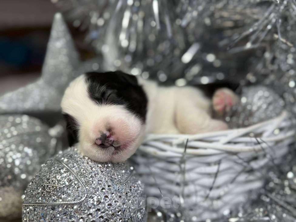 Собаки в других городах Московской области: Зеро, красивый триколор  Мальчик, 100 000 руб. - фото 4