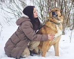 Собаки в Наро-Фоминске: Панчо: для тех, кто любит размах, размер и рыжих Мальчик, Бесплатно - фото 6