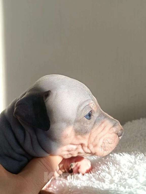 Собаки в Пушкино: Щенки АГТ Мальчик, 100 000 руб. - фото 6