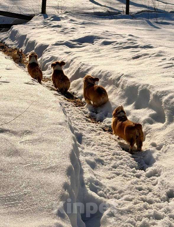 Собаки в Москве: Щенки вельш корги Пемброк Девочка, 45 000 руб. - фото 8